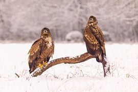 Seeadler (Haliaeetus albicilla), Raubvogel.