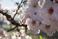 Amandelbloesem 3, in een zachtroze bloemenzee van Adriana Mueller thumbnail