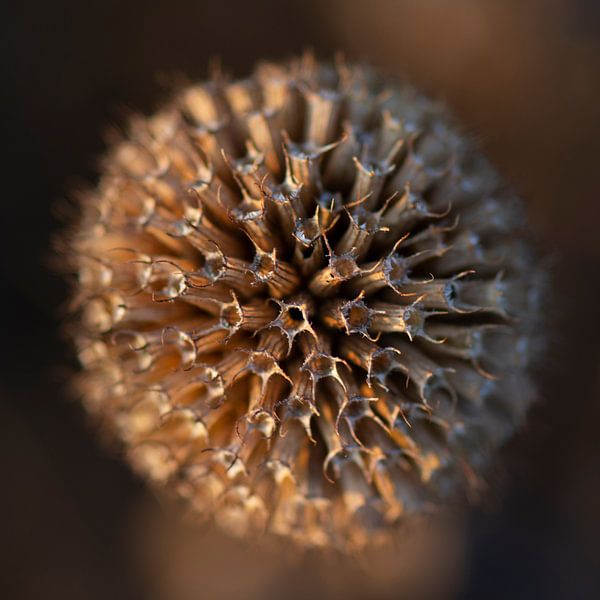 Autumn Sphere by Ton de Koning