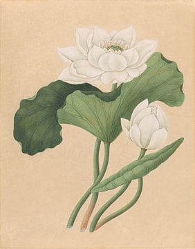 Oost-Indische Lotus,  Ailsa Mellon Bruce