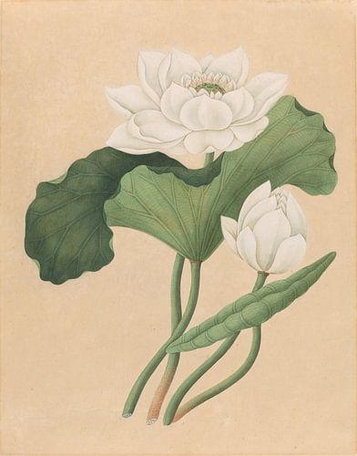 Oost-Indische Lotus,  Ailsa Mellon Bruce