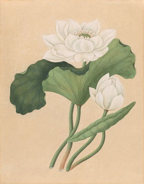 Ostindischer Lotus, Ailsa Mellon Bruce von Oude Meesters Atelier
