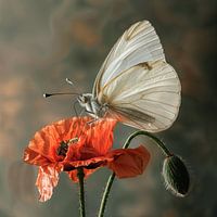 Witte vlinder op rode klaproos