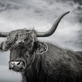 Highland cattle by Pieter van Roijen