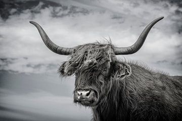 Highland (race bovine)