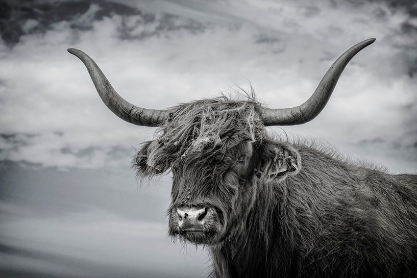 Highland (race bovine) par Pieter van Roijen