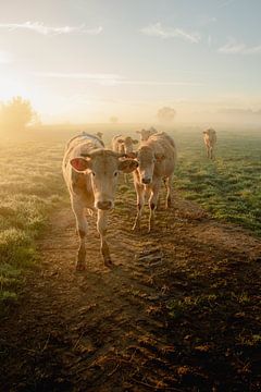 Koeien op een rijtje tijdens mistige zonsopgang van Anke Sol