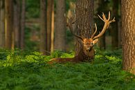 Bronze Rotwild in einer Waldlandschaft mit Farnen von Jeroen Stel Miniaturansicht