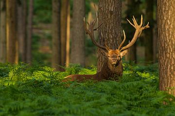 Bronstig Edelhert in boslandschap met varens van Jeroen Stel