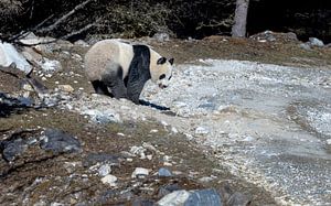 Panda géant sauvage sur un chemin de montagne en Chine.