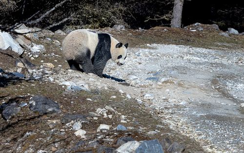 Wilder Großer Panda auf einem Bergweg in China. von Lennart Verheuvel