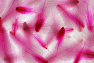 meervoudige belichting magonia bloemblaadjes abstractie macro een boven de andere van Dieter Walther