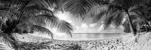 Strand met palmbomen op het eiland Barbados in zwart-wit.
