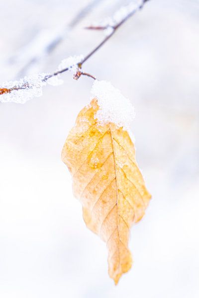Einsames Buchenblatt im Winter von Holger W. Spieker