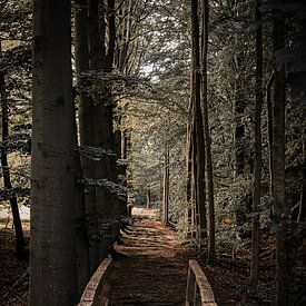 Landschaftsfotografie bei Frühlingsspaziergängen durch die Wälder und die Natur in Dalfsen, Overijssel, Niederlande von Koen Lipman