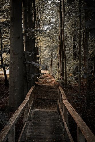 Photographie de paysage lors de promenades printanières dans les bois et la nature à Dalfsen, dans la province d'Overijssel, aux Pays-Bas