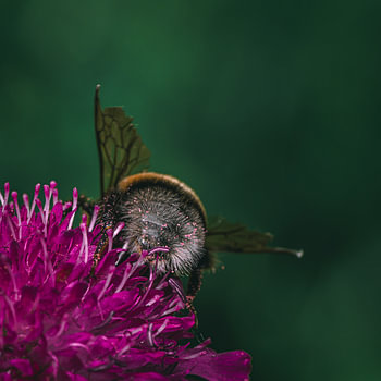 Pink pollen