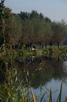 spiegeling in de Rottige Meente