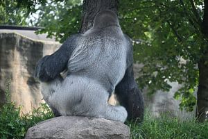Bokito Silberrücken-Gorilla aus dem Zoo Blijdorp von StudioMaria.nl
