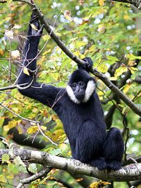Witwanggibbon