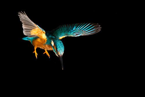 Eisvogel, der im Wurf fotografiert wurde.
