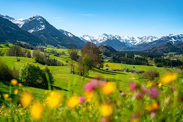 Vue printanière sur la prairie fleurie et les Alpes d'Allgäu sur Leo Schindzielorz