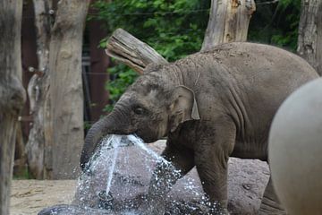 Aziatische olifantenkalf drinkt water. van Barry Randsdorp