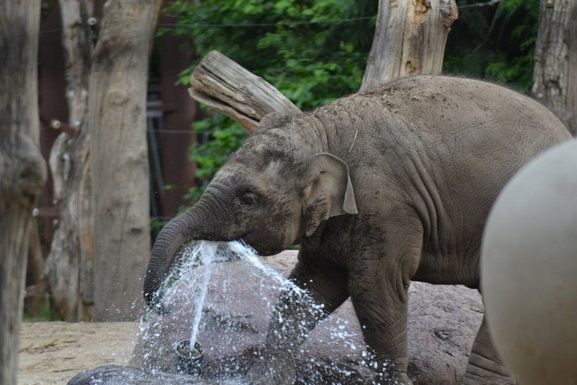 Un éléphanteau d'Asie boit de l'eau. par Barry Randsdorp