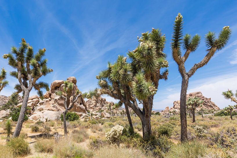 Wunderschöner Joshua Tree National Park von Melanie Viola