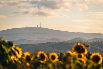 Brocken im Harz mit Sonnenblumenfeld