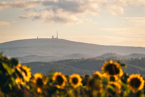 Brocken im Harz mit Sonnenblumenfeld