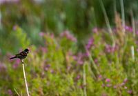 Reed s'engage sur le Marker Wadden