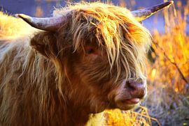 Scottish Highlander cow close-up