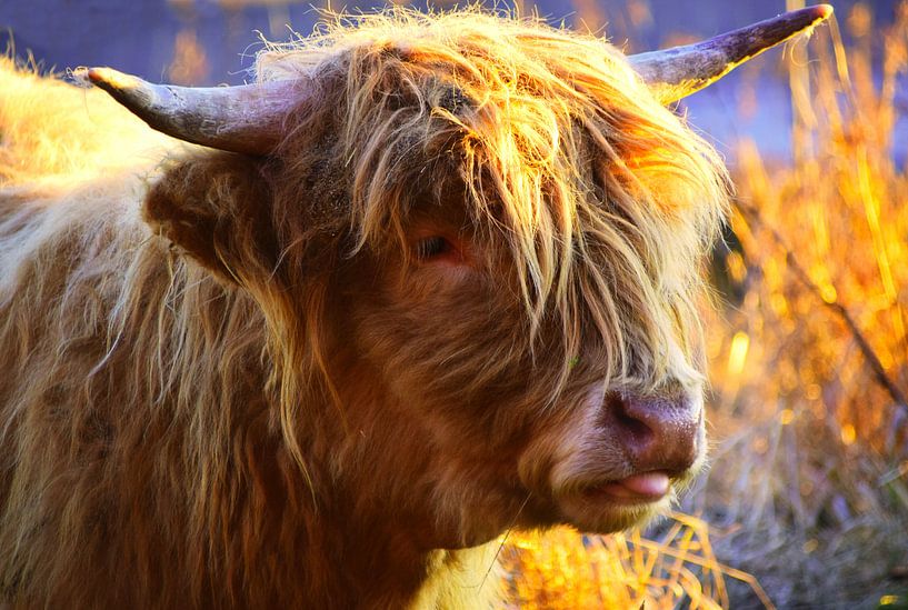 Gros plan sur la vache Highlander en Écosse par Atelier Liesjes