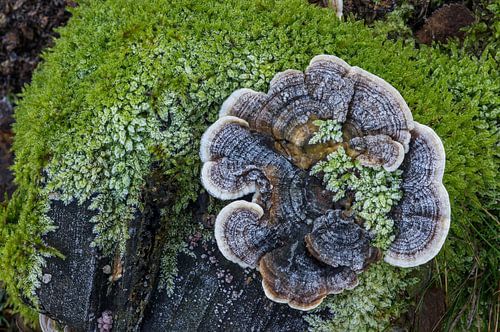 Elfenbankje in de winter