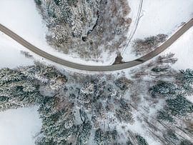 Bos met weg en sneeuw