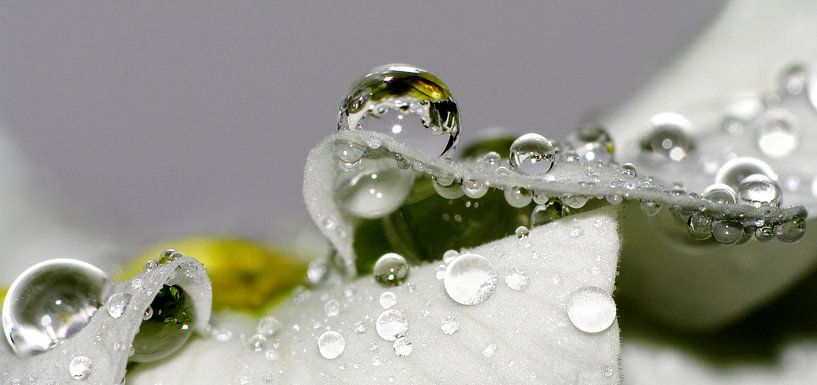 Reflections by Marlies Prieckaerts