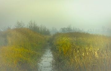 Misty morning sur Teo Goudriaan