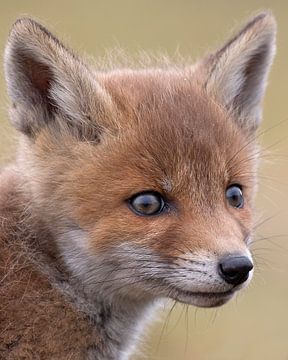 Close-up van een baby vos van Patrick van Bakkum
