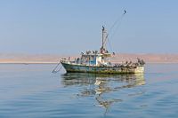 Oude drijvende boot bewoond door pelikanen