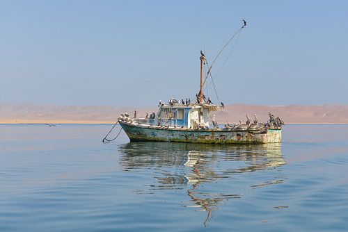 Oude drijvende boot bewoond door pelikanen