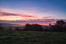 Baum auf einer Wiese bei Nebel zum Sonnenaufgang