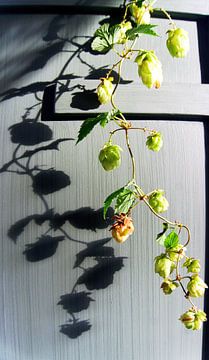 hop plant (2) by joyce kool