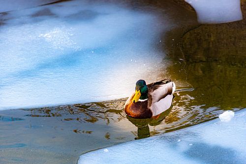 Mallard drake swims lonely on lake with ice floes in winter