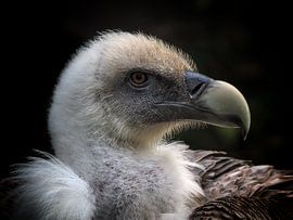 Vautour fauve sur Loek Lobel