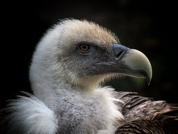 Griffon Vulture