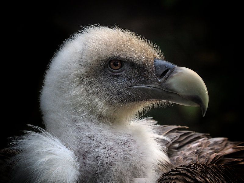 Gänsegeier von Loek Lobel