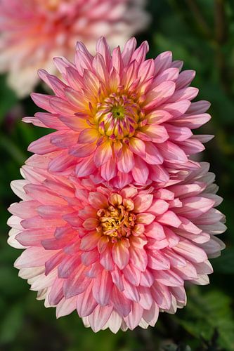 2 rosa Dahlien auf dunkelgrünem Hintergrund