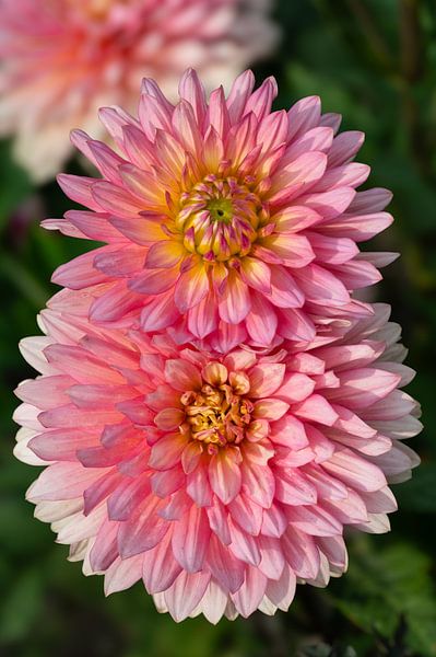 2 lichtroze dahlia's op donkergroene achtergrond van Adri Vollenhouw