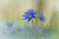 Bleuet